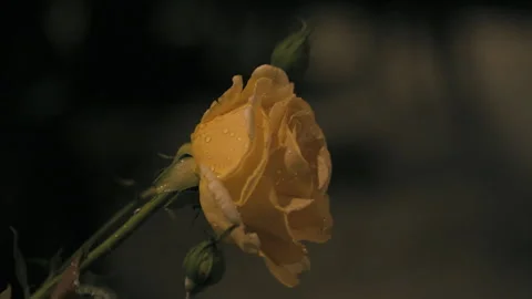 Water drop falling on rose petal at dusk Vídeos de archivo 243845716
