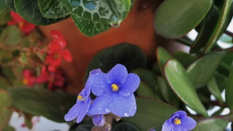 Water drop falling in slow motion from green leaf to violet on pot plant Stock Footage 128296491