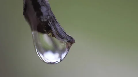 Water drop falling from tree branch Stock Footage 146490571