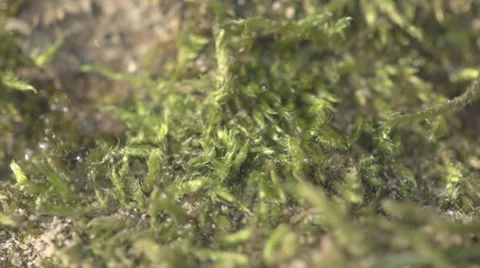 Water Drop Falls On Moss Close Up Video stock 36653658