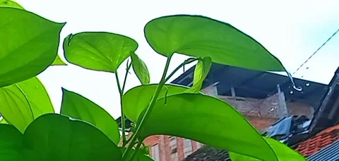 A water drop falls from the tip of a vibrant green leaf. 動画素材 316400490