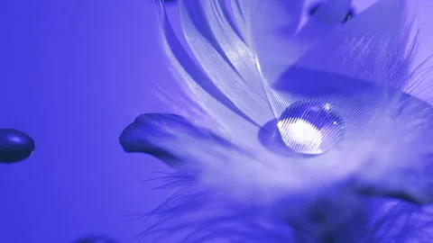 Water drop on feather macro shot. Beautiful abstract blue feather rotating Stock Footage 294823822