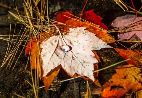 Water drop on a floating maple leaf Foto stock