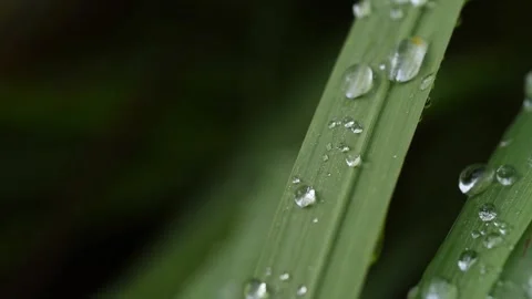 Water drop flow on a leaf. Stock Footage 141831159