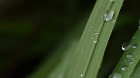 Water drop flow on a leaf. Stock Footage 141831189