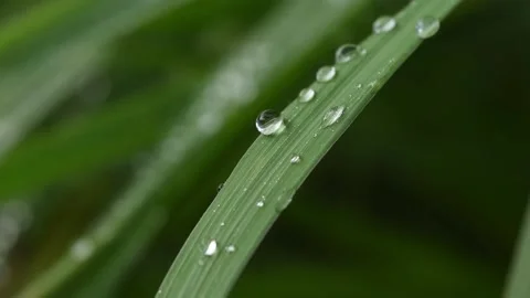 Water drop flow on a leaf. Stock Footage 141831190