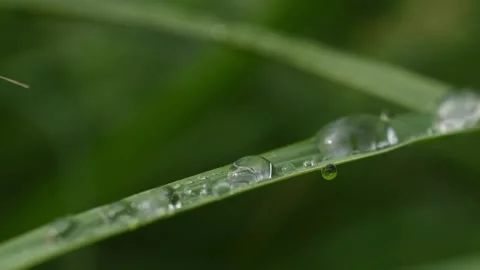Water drop flow on a leaf. Stock Footage 141831192