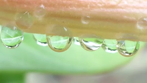 Water Drop on Flower, 4k Stock Footage 81638445