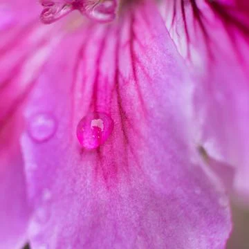 Water drop flowing down the summer flower. Natural background. Drop of water Stock Photos