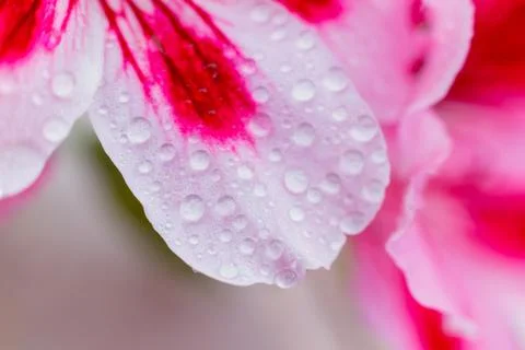Water drop flowing down summer red flower. Natural background. Drop of water  Stock Photos