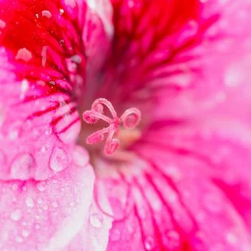 Water drop flowing down summer red flower. Natural background. Drop of water Stock Photos