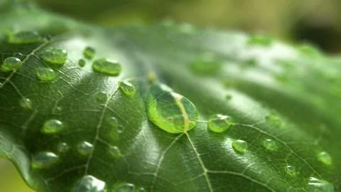 Water Drop Flows Down on a Leaf Stock Footage 88996443