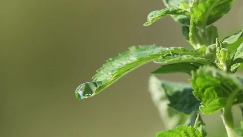 Water Drop Flows Down On A Leaf, Macro 1000FPS Stock Footage 114514457