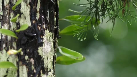 Water Drop Flows Down on a Leaf, Beautiful Video stock 166820587