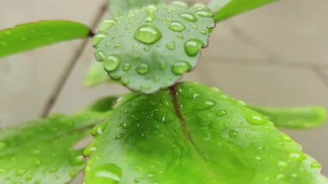 Water Drop Flows Down on a Leaf, Beautiful realistic 3d animation. 4K Stock-Footage 247359626