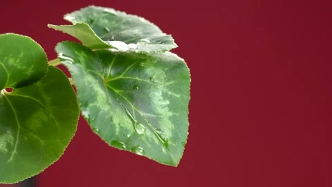 Water Drop Flows Down on a Leaf on deep red background. Stock Footage 274059810