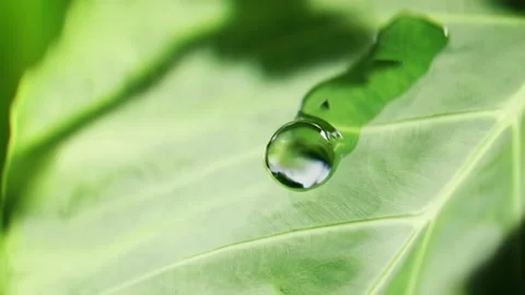 Water drop flows on the leaf and falls. Close view Stock Footage 172302912