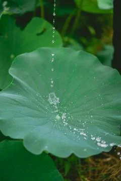 A water drop flows through a fresh lotus leaf with dewdrops in a small lotus pon Foto stock