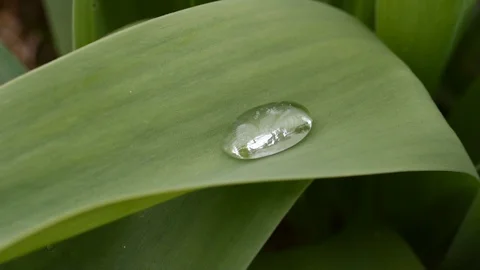 Water drop Stock Footage 88246662