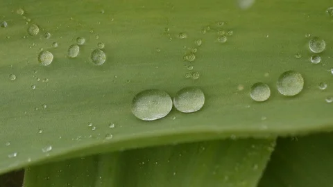 Water drop Stock Footage 88246813
