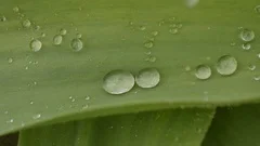 https://images.pond5.com/water-drop-footage-088246813_iconm.jpeg