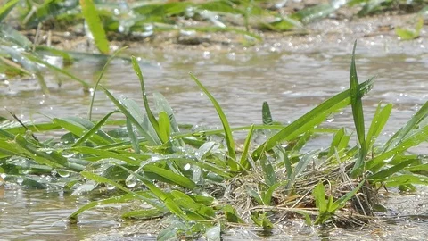 Water drop. Video stock 105438165