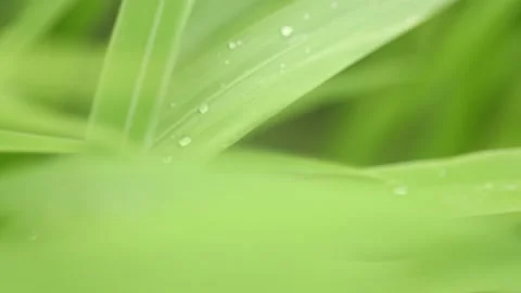 Water drop Stock Footage 134982761