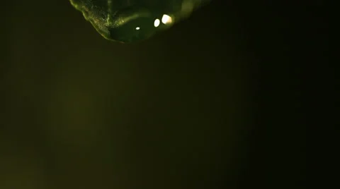 Water drop forming on a bit of algae and falling in ultra-slow motion Stock Footage 59527641
