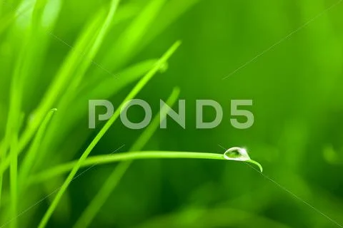 Water Drop on Grass Blade with Sparkle / copy space Stock Photos