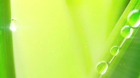 Water drop on grass extremely close-up loop Stock Footage 23612742