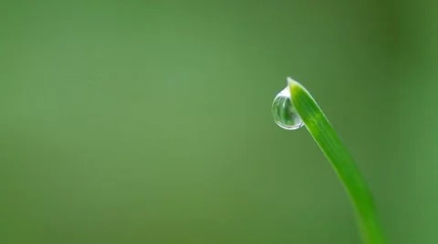Water drop on grass Stock Footage 42382792