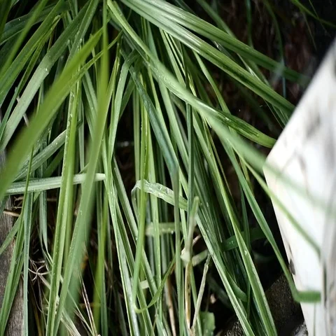 Water drop on grass Video stock 69555494