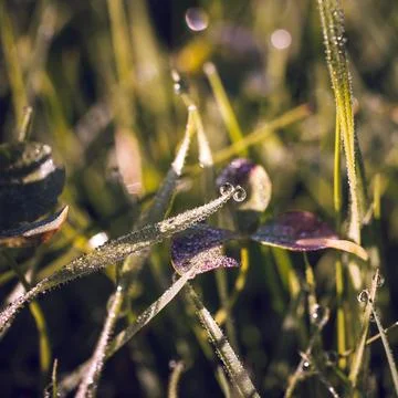 Water drop on the grass, macro photography Stock Photos