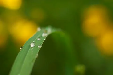 Water drop on grass Stock Photos