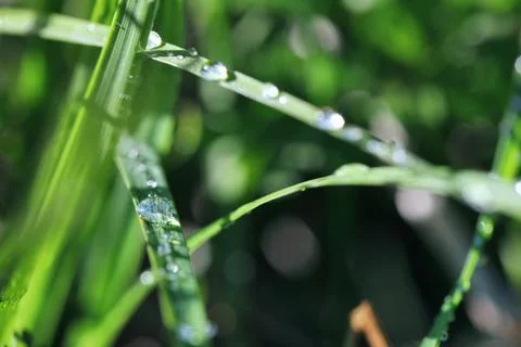 Water drop on grass Stock Photos