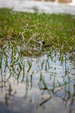 Water drop in Grass Foto stock