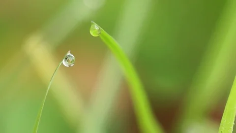 Water drop of the green grass Stock Footage 77812716