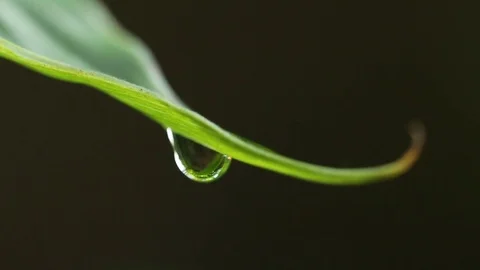 Water drop on green grass. Stock Footage 78774147