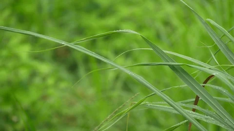 Water drop on green grass Stock Footage 114365714