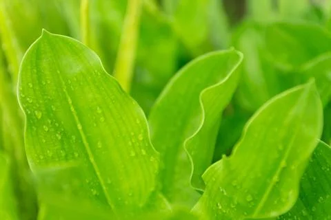 Water drop on green leaf after rainning Stock Photos