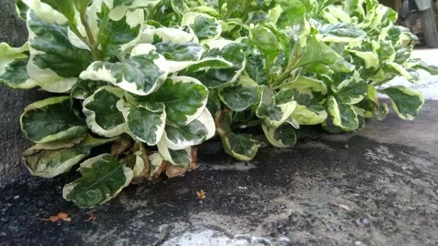 Water drop on green leaf and floor. Stock Footage 163098947