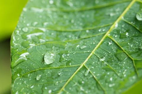 Water drop on green leaf background. Stock Photos