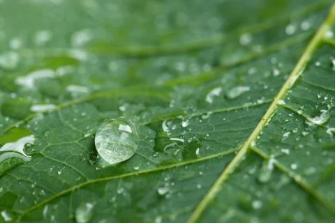 Water drop on green leaf background. Stock Photos