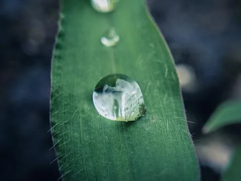 Water Drop on Green Leaf: Capturing Nature's Elegance Stock Photos