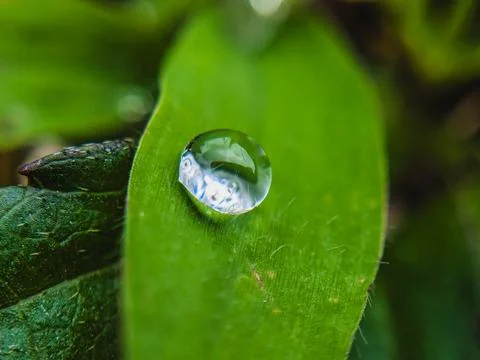Water Drop on Green Leaf: Capturing Nature's Elegance Stock Photos
