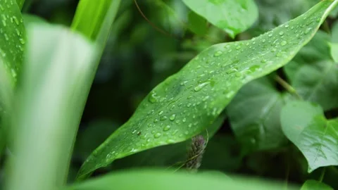 Water Drop on a Green Leaf Close Up in Natural Light Stock Footage 337832975