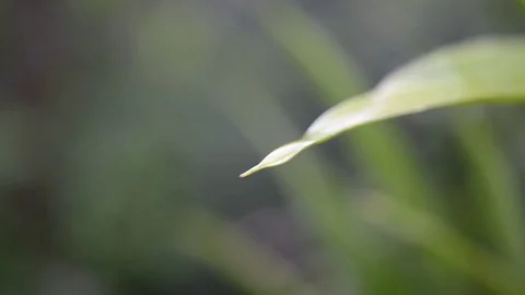 Water drop from a green leaf Stock Footage 74970986