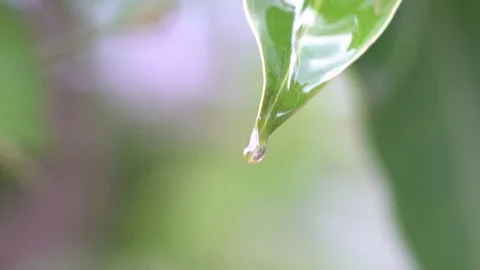 Water drop off green leaf. Stock Footage 77639271