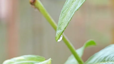 Water drop from green leaf. Stock Footage 305371212