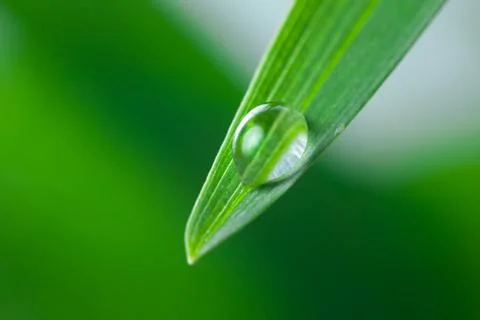 Water Drop on the Green Leaf of Grass Close-Up Stock Photos
